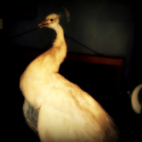 Rare Bird