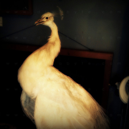 Rare Bird