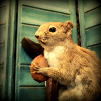 Aw, nuts.